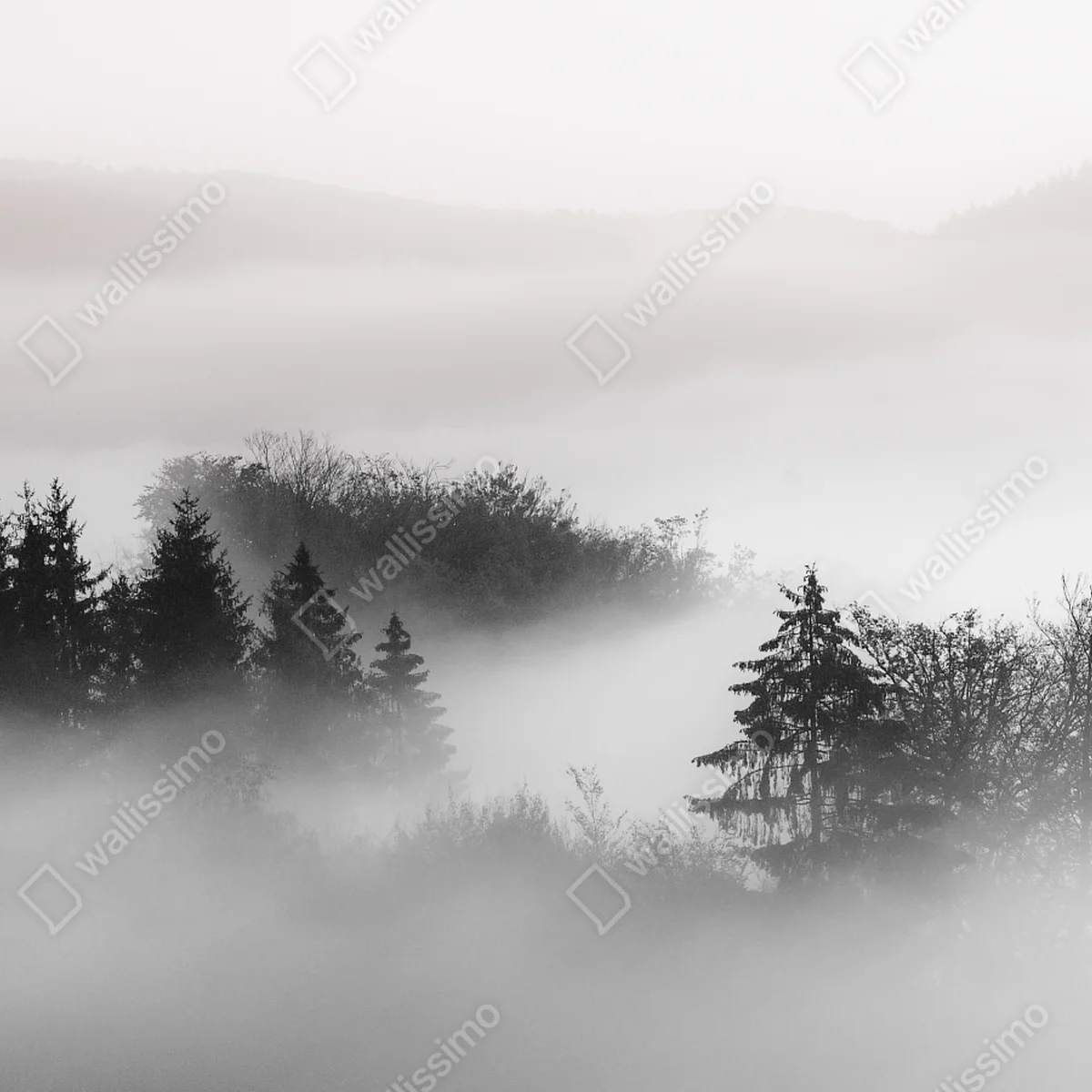Fensteraufkleber nebliger wald in grautönen Fensteraufkleber nebliger wald in grautönen