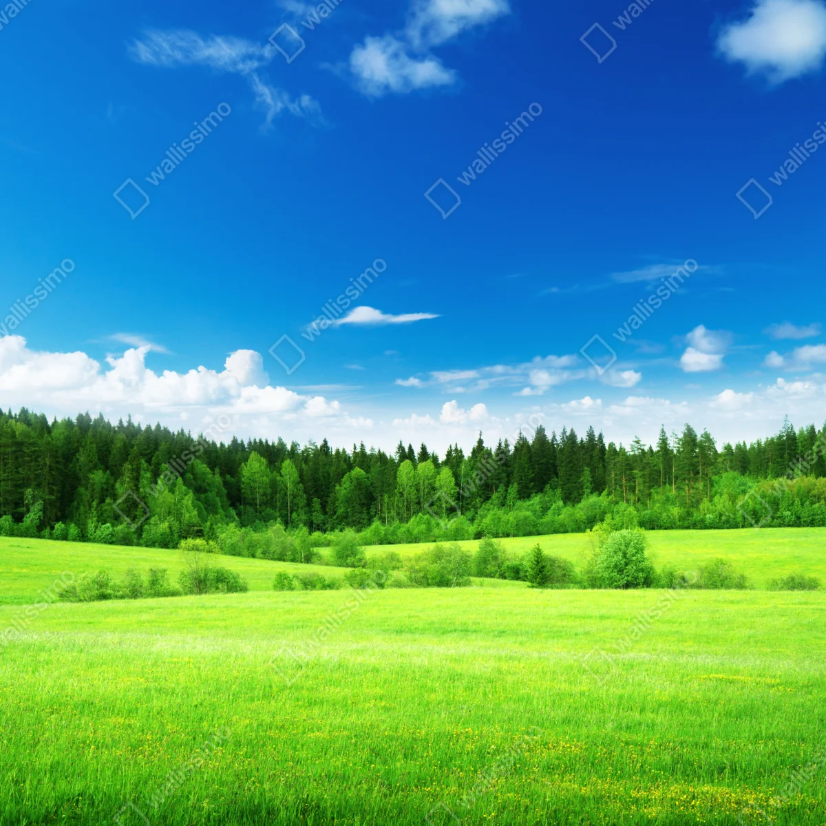 Kühlschrankaufkleber frühlingswiese unter blauem himmel Kühlschrankaufkleber frühlingswiese unter blauem himmel