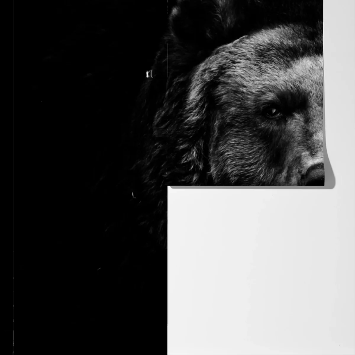 Fototapete düsteres grizzly-porträt in monochrom Fototapete düsteres grizzly-porträt in monochrom