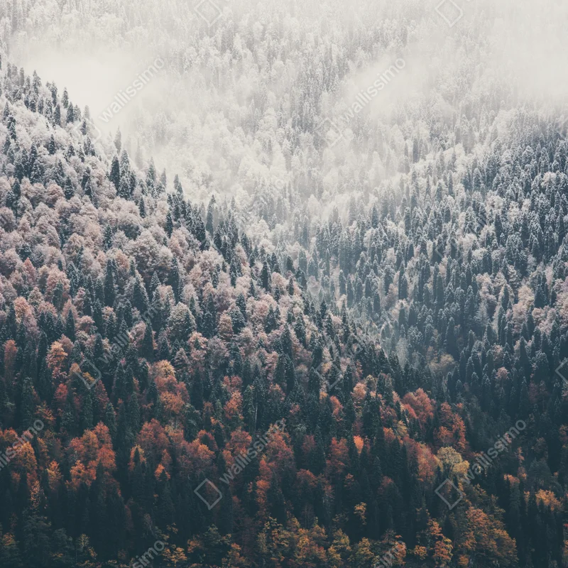 Türaufkleber herbstlicher nebel über bergwald Türaufkleber herbstlicher nebel über bergwald