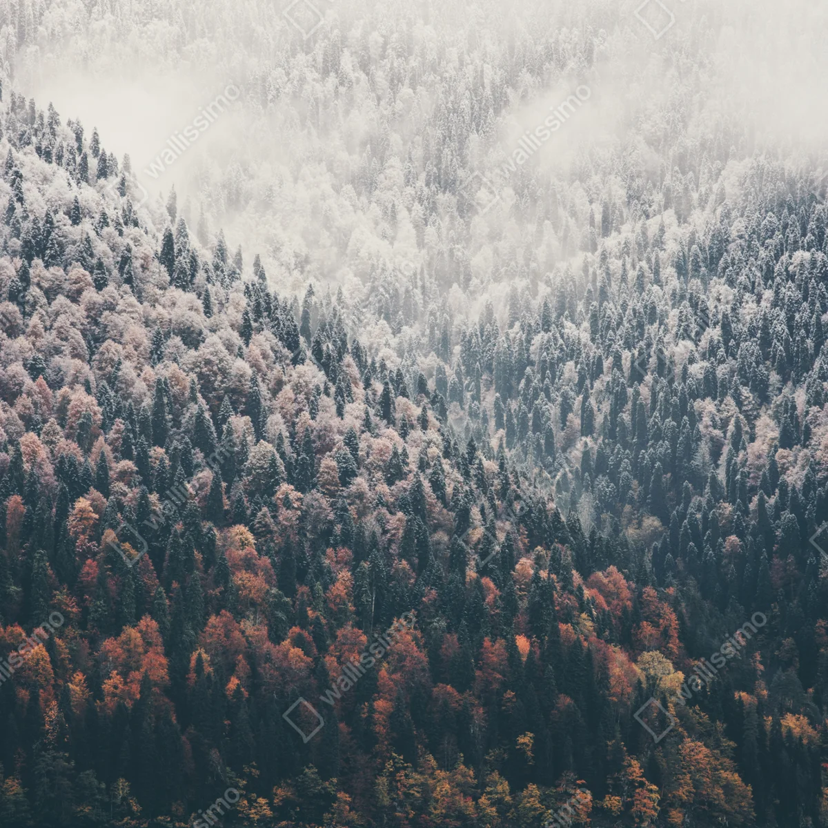 Türaufkleber herbstlicher nebel über bergwald Türaufkleber herbstlicher nebel über bergwald