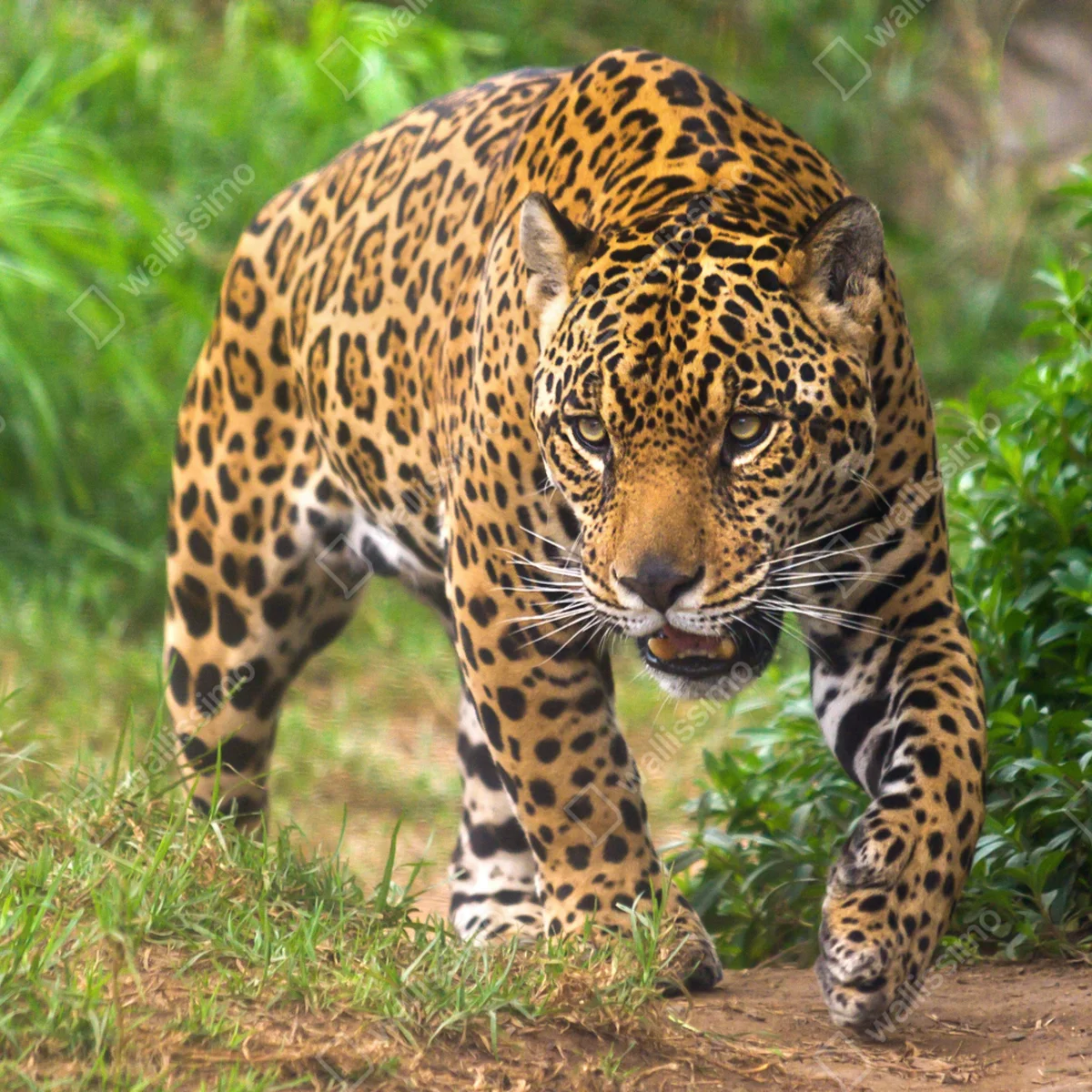 Fensteraufkleber majestätischer jaguar in freier wildbahn Fensteraufkleber majestätischer jaguar in freier wildbahn