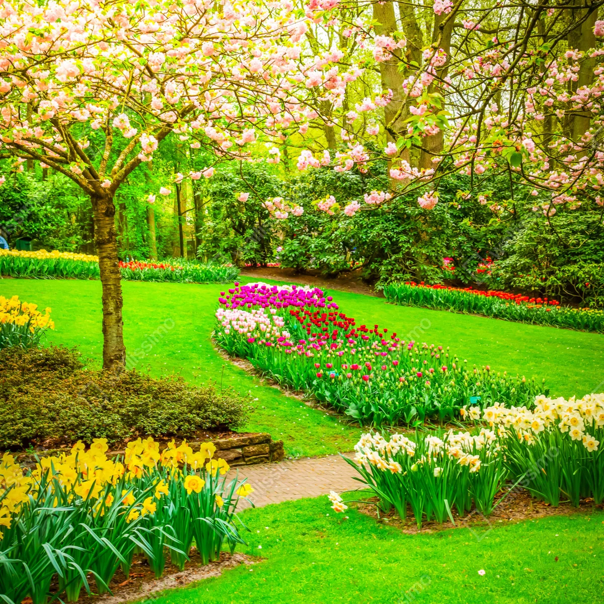 Kühlschrankaufkleber frühlingsgarten in blüte: tulpen und kirschblüten Kühlschrankaufkleber frühlingsgarten in blüte: tulpen und kirschblüten
