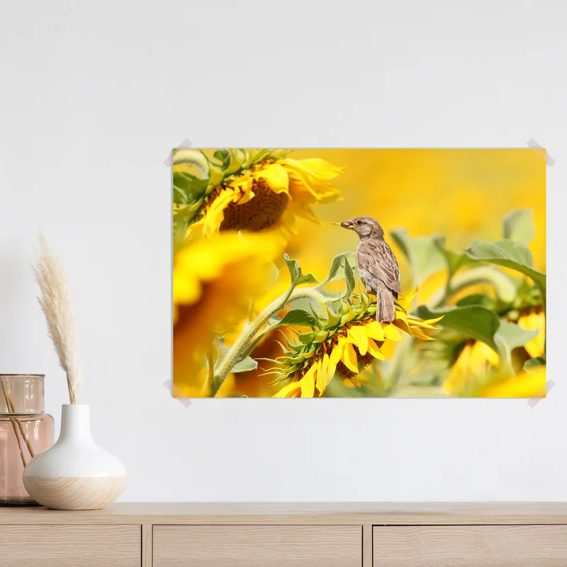 Poster spatz auf einer sonnenblume Poster spatz auf einer sonnenblume