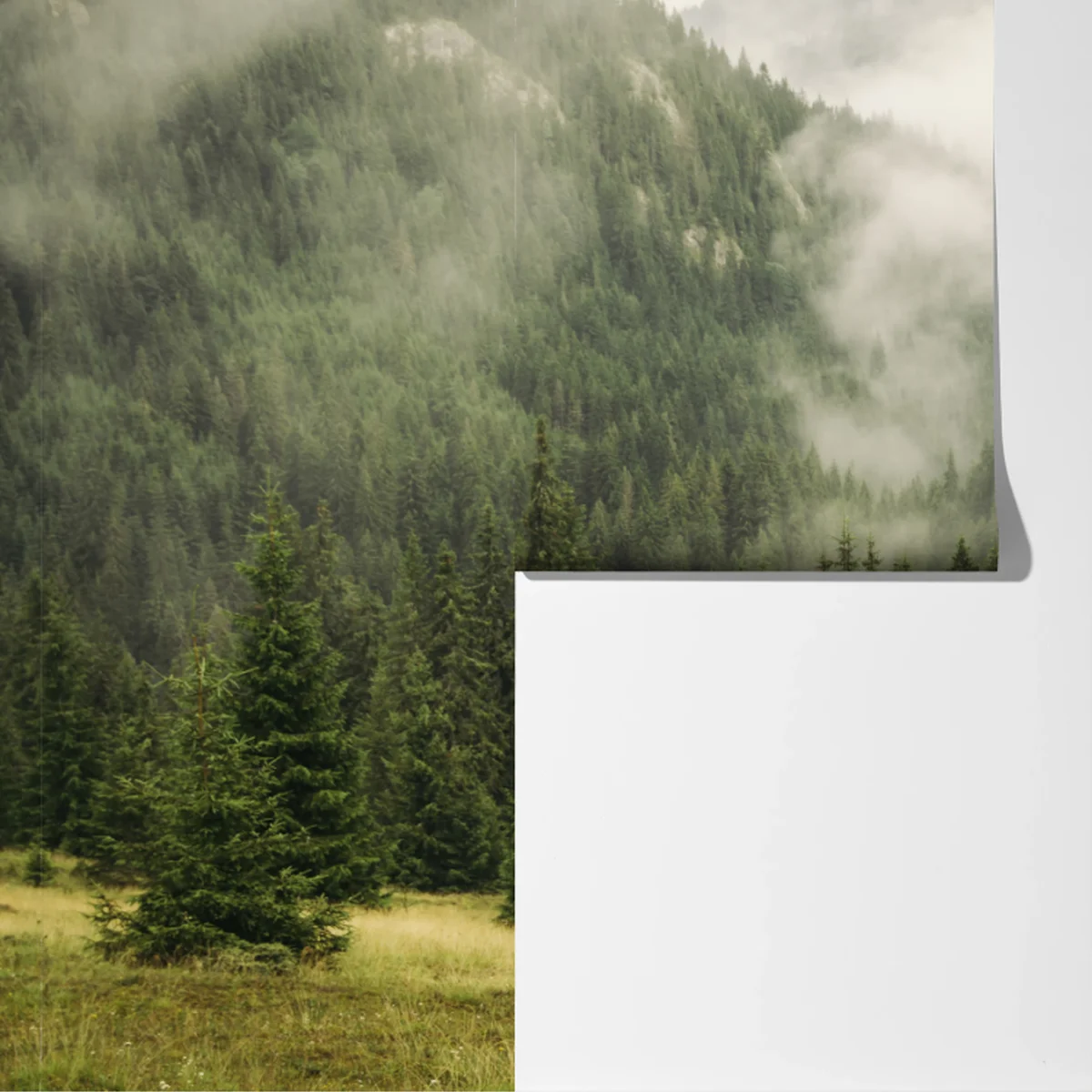 Fototapeta mglisty las iglasty Fototapeta mglisty las iglasty