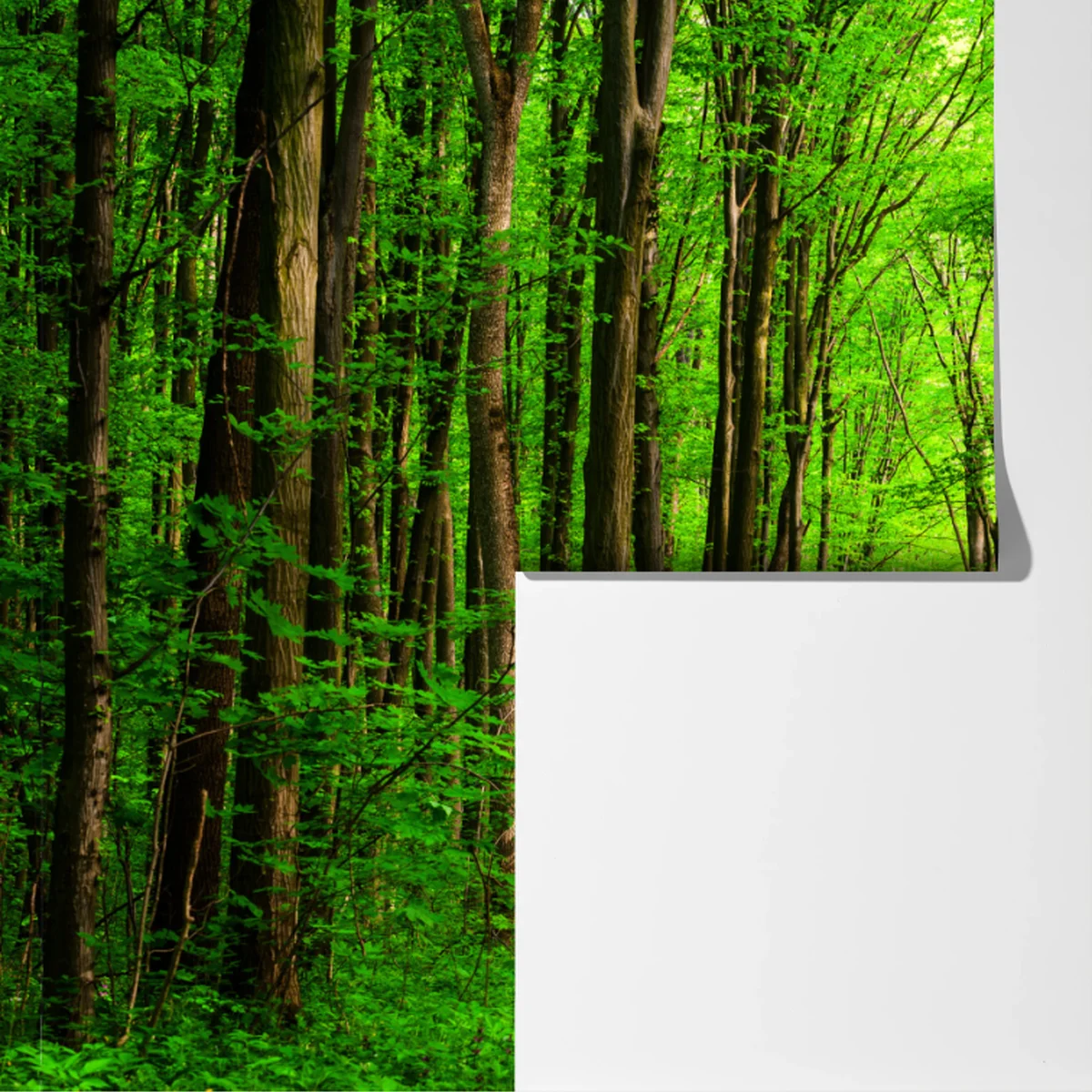 Fototapete üppiger grüner waldweg Fototapete üppiger grüner waldweg