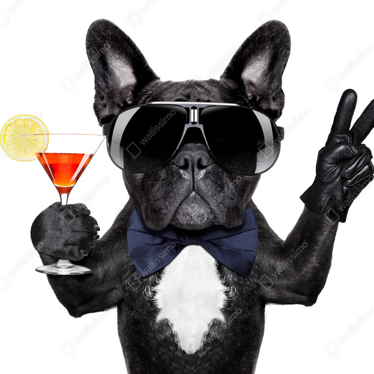 Leinwandbild Cocktailhund • Leinwandbilder bei Wallnifity® Leinwandbild Cocktailhund • Leinwandbilder bei Wallnifity®