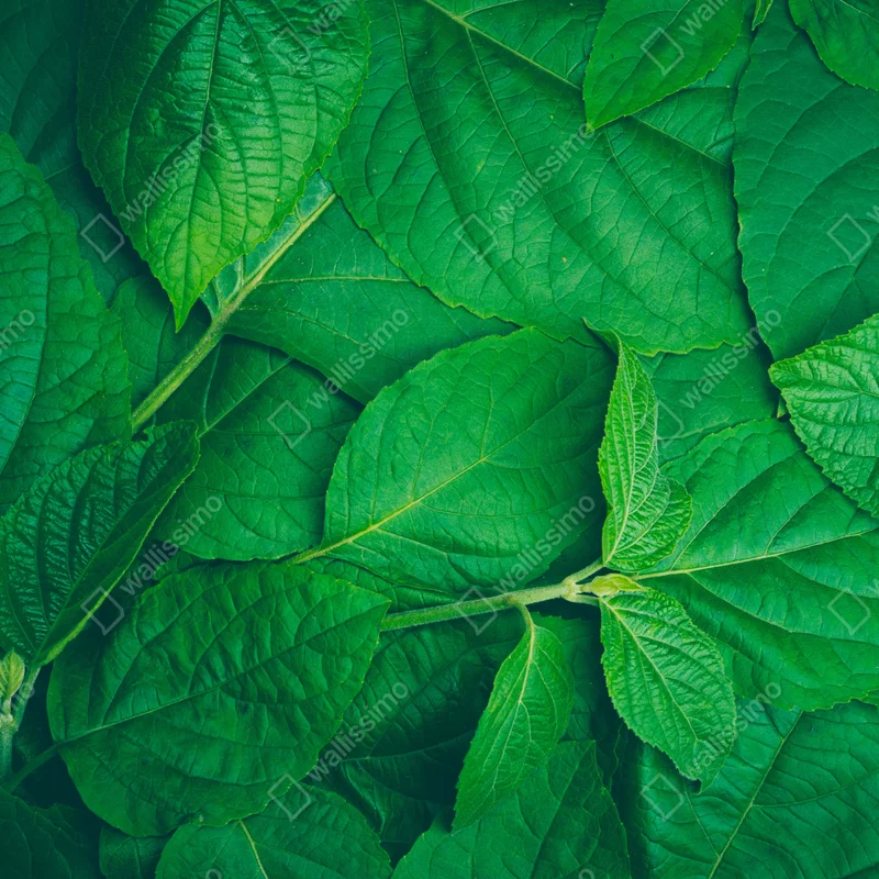 Türaufkleber saftige grüne blätter Türaufkleber saftige grüne blätter