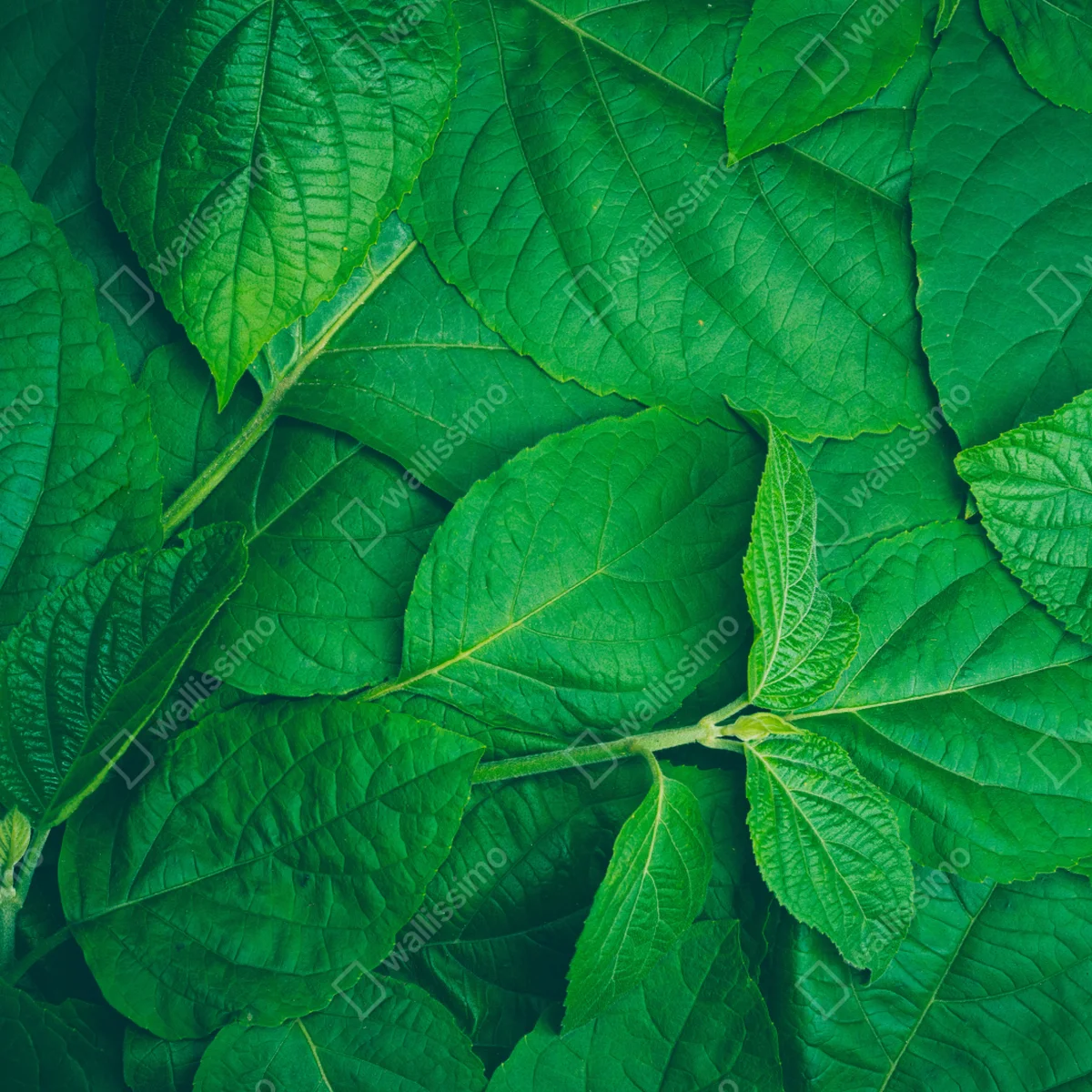 Türaufkleber saftige grüne blätter Türaufkleber saftige grüne blätter