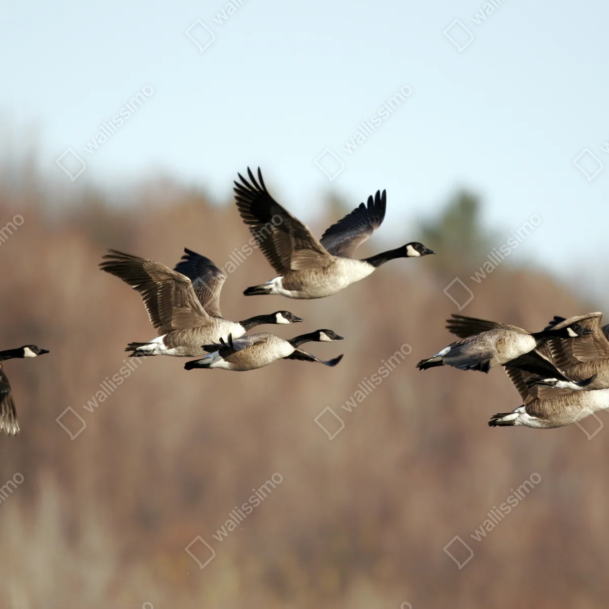 Fototapete gänse im flug über herbstliches feuchtgebiet Fototapete gänse im flug über herbstliches feuchtgebiet