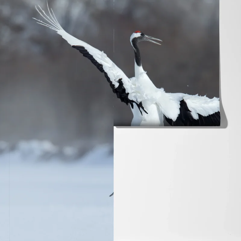 Fototapeta tańczące żurawie koroniaste na śniegu, Hokkaido Fototapeta tańczące żurawie koroniaste na śniegu, Hokkaido