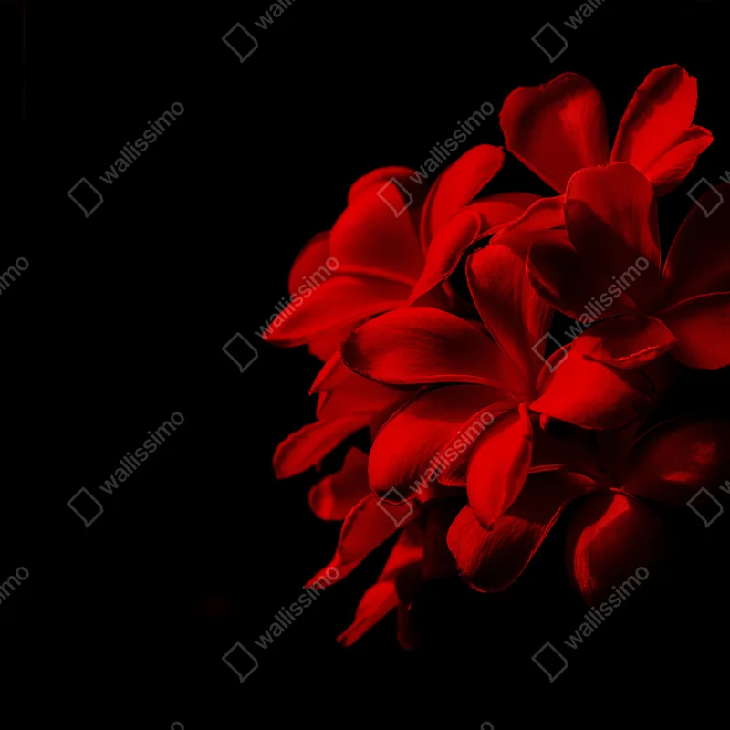 Poster rote plumeria auf schwarzem hintergrund Poster rote plumeria auf schwarzem hintergrund