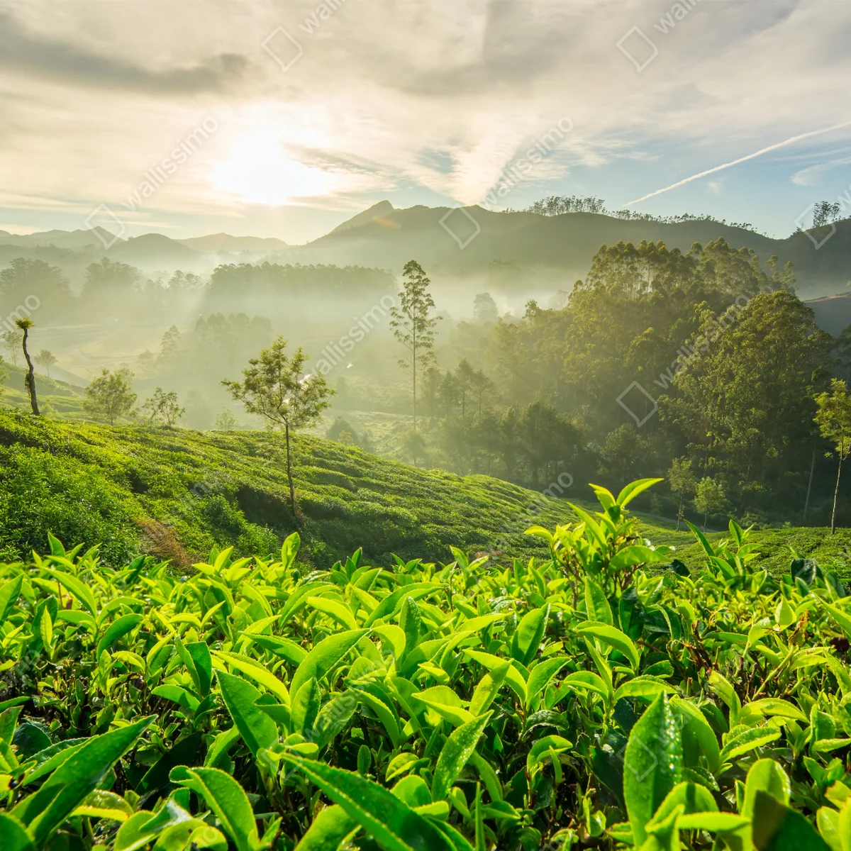 Poster sonnenaufgang über den teeplantagen von Munnar Poster sonnenaufgang über den teeplantagen von Munnar