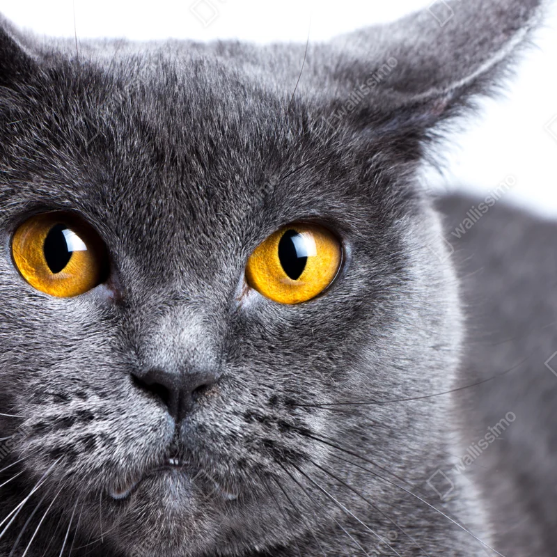 Poster ausdrucksstarkes porträt einer grauen katze mit goldenen augen Poster ausdrucksstarkes porträt einer grauen katze mit goldenen augen