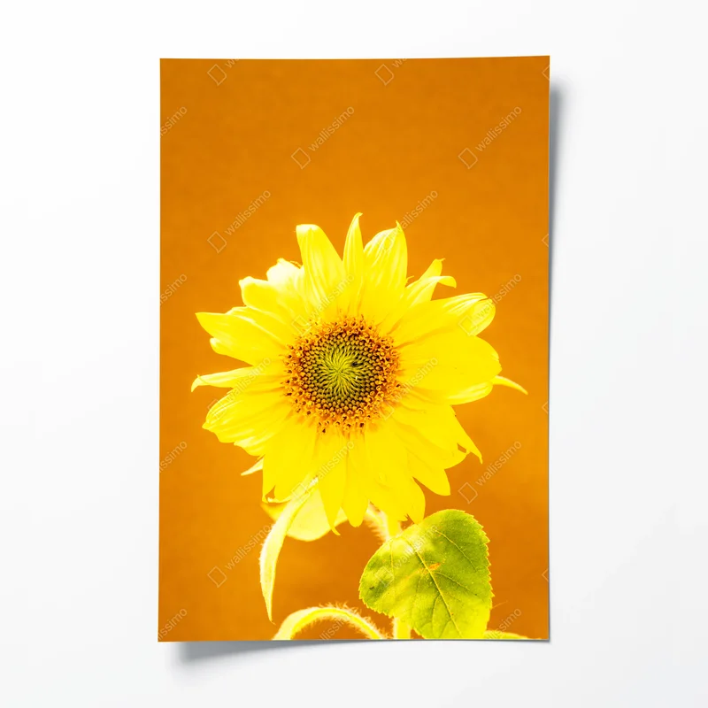 Poster leuchtende sonnenblume vor warmem hintergrund • Poster bei Wallnifity® Poster leuchtende sonnenblume vor warmem hintergrund • Poster bei Wallnifity®