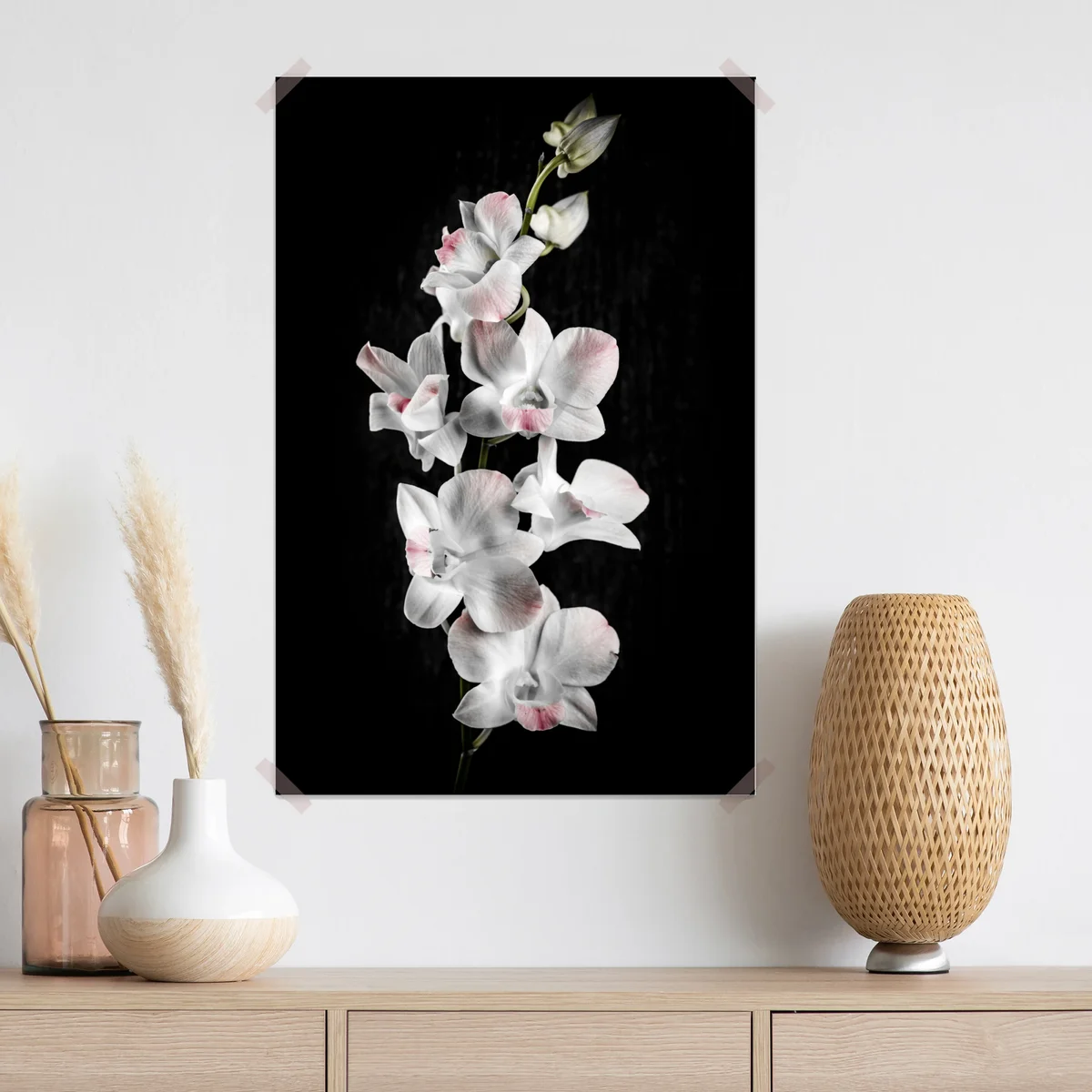 Poster weiße und rosa orchidee vor schwarzem hintergrund Poster weiße und rosa orchidee vor schwarzem hintergrund