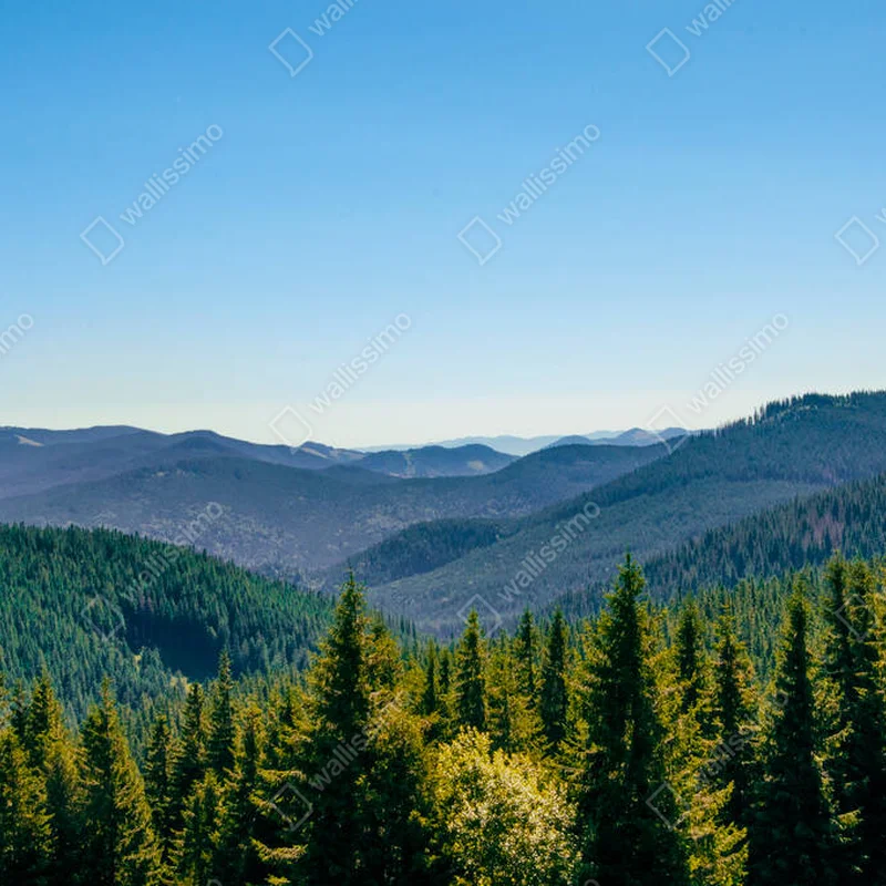 Poster grüne kegelförmige Baumkronen vor der Kulisse von Bergen und blauem Himmel • Poster bei Wallnifity® Poster grüne kegelförmige Baumkronen vor der Kulisse von Bergen und blauem Himmel • Poster bei Wallnifity®