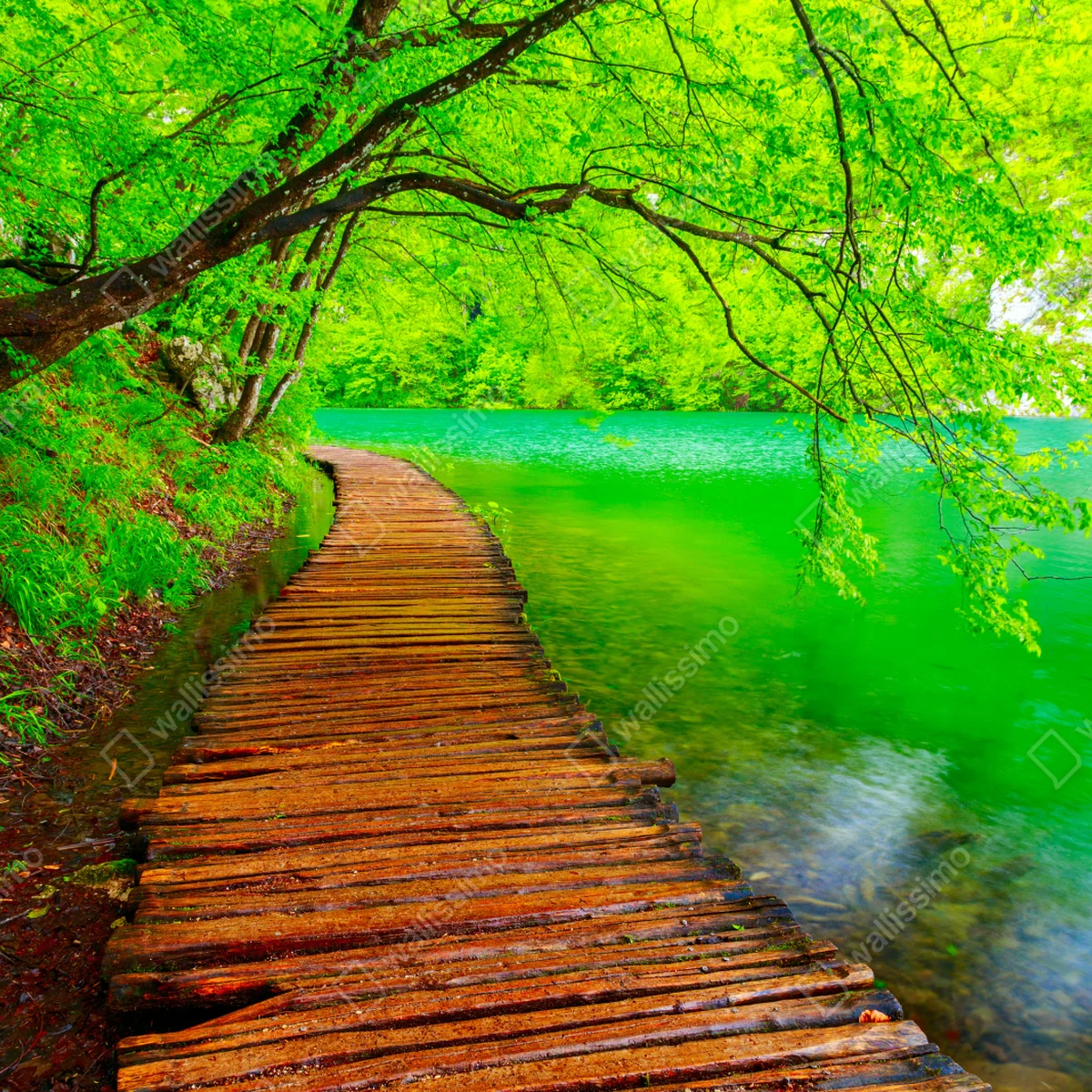 Fototapete ruhiger grüner steg am see Fototapete ruhiger grüner steg am see