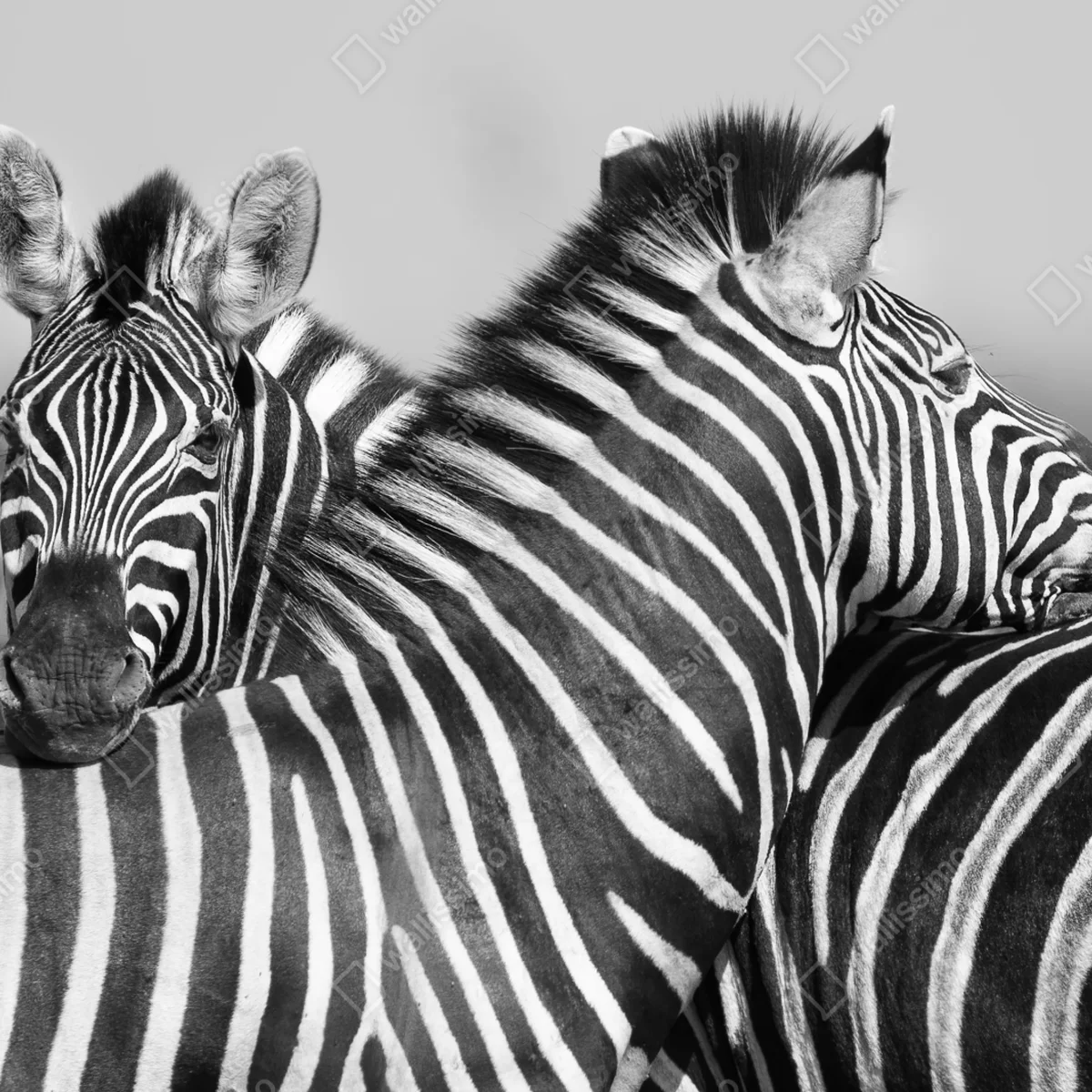 Fototapete verschlungene zebras in monochrom Fototapete verschlungene zebras in monochrom