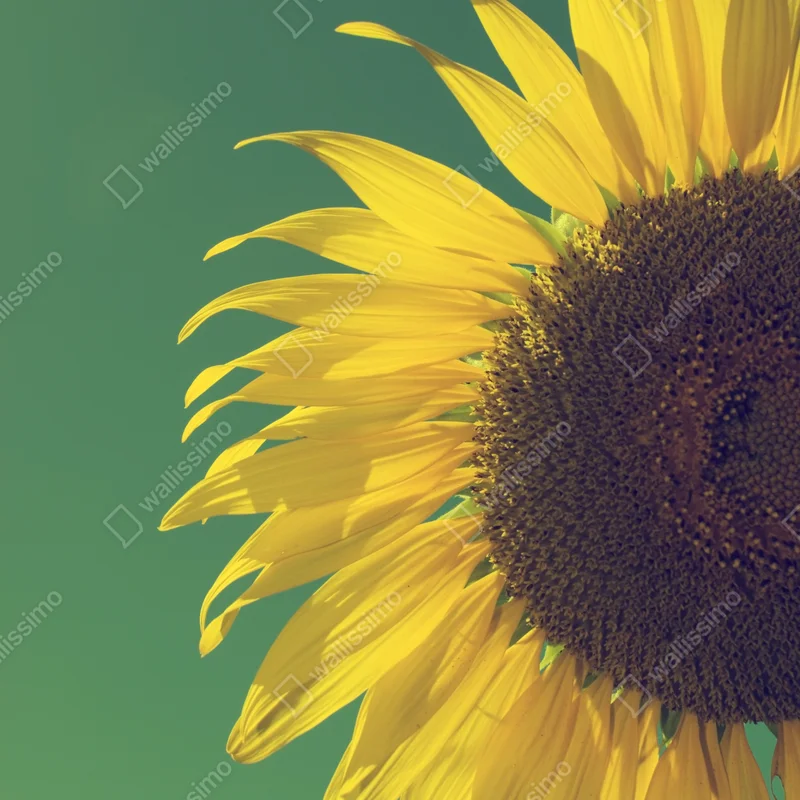 Poster strahlende sonnenblume vor vintage-himmel Poster strahlende sonnenblume vor vintage-himmel