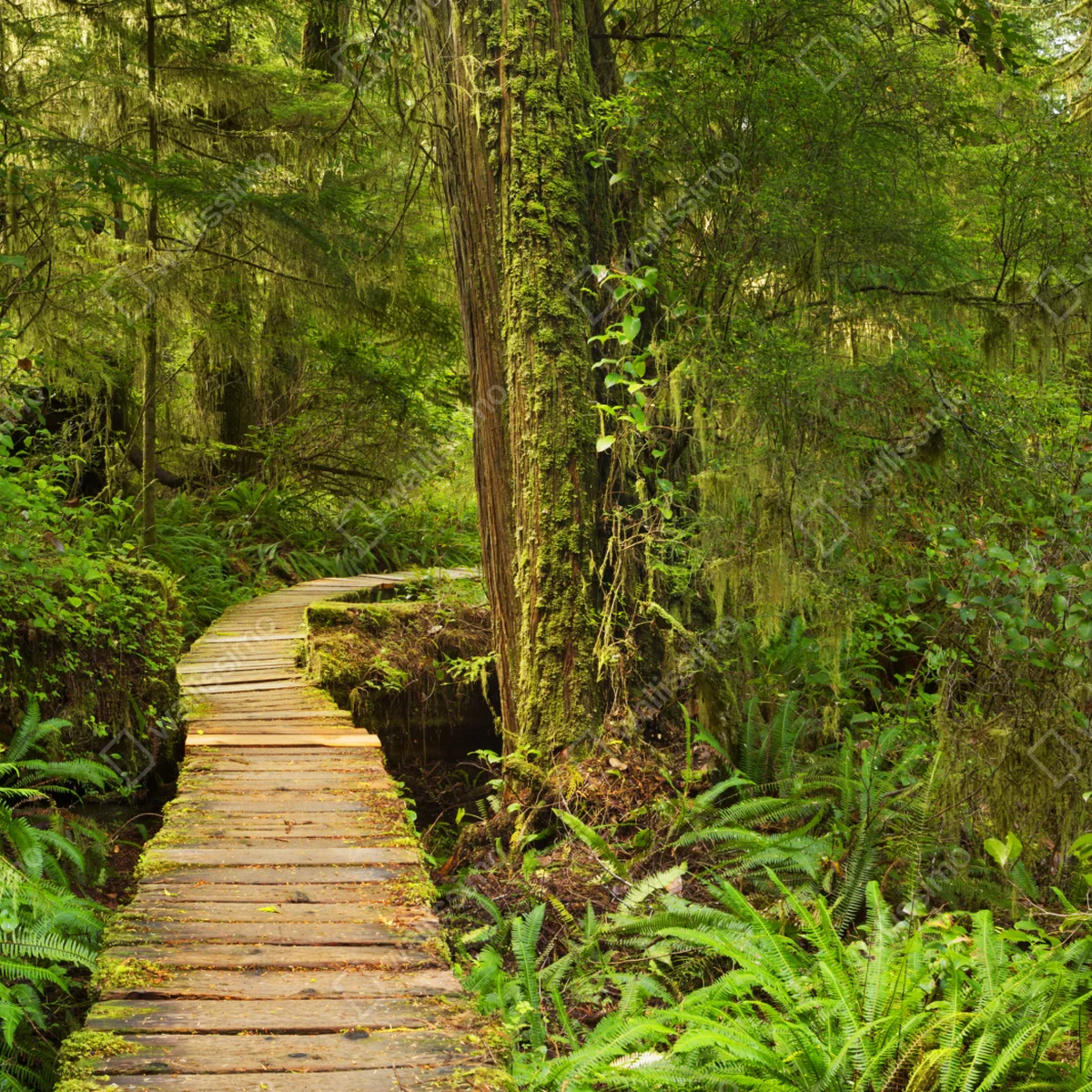 Laptop-Aufkleber steg im Pacific Rim regenwald Laptop-Aufkleber steg im Pacific Rim regenwald