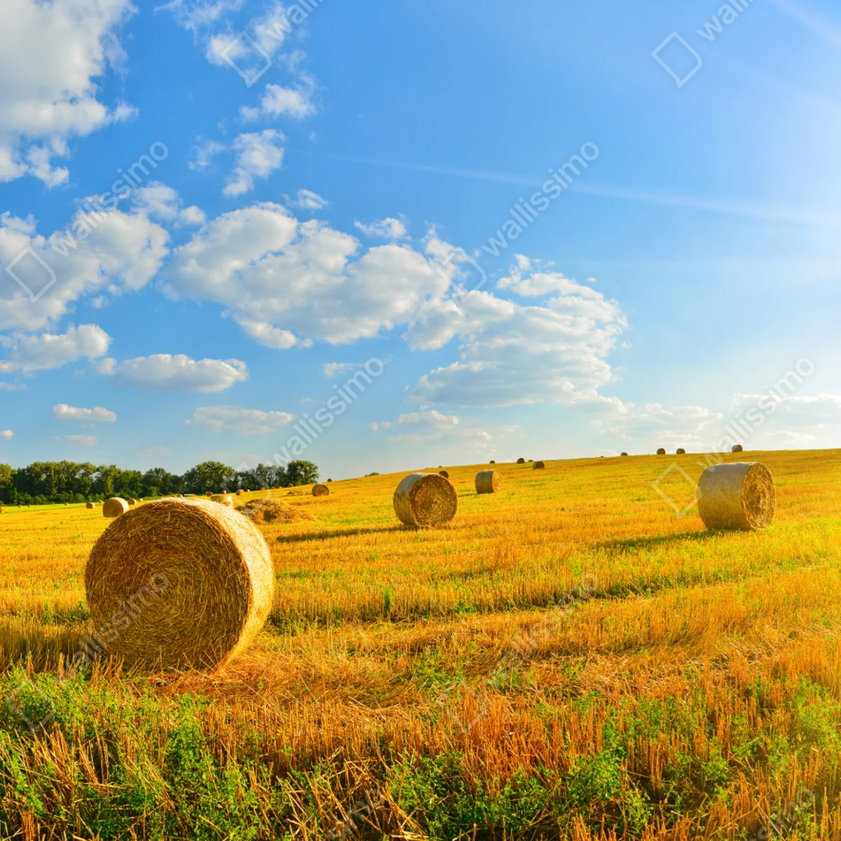 Fototapete goldenes heufeld unter blauem himmel Fototapete goldenes heufeld unter blauem himmel