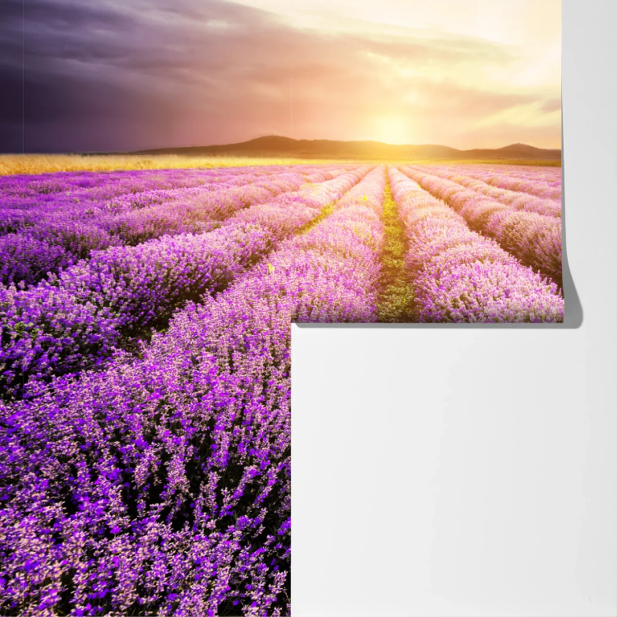 Fototapete sonnenaufgang über lavendelfeldern Fototapete sonnenaufgang über lavendelfeldern