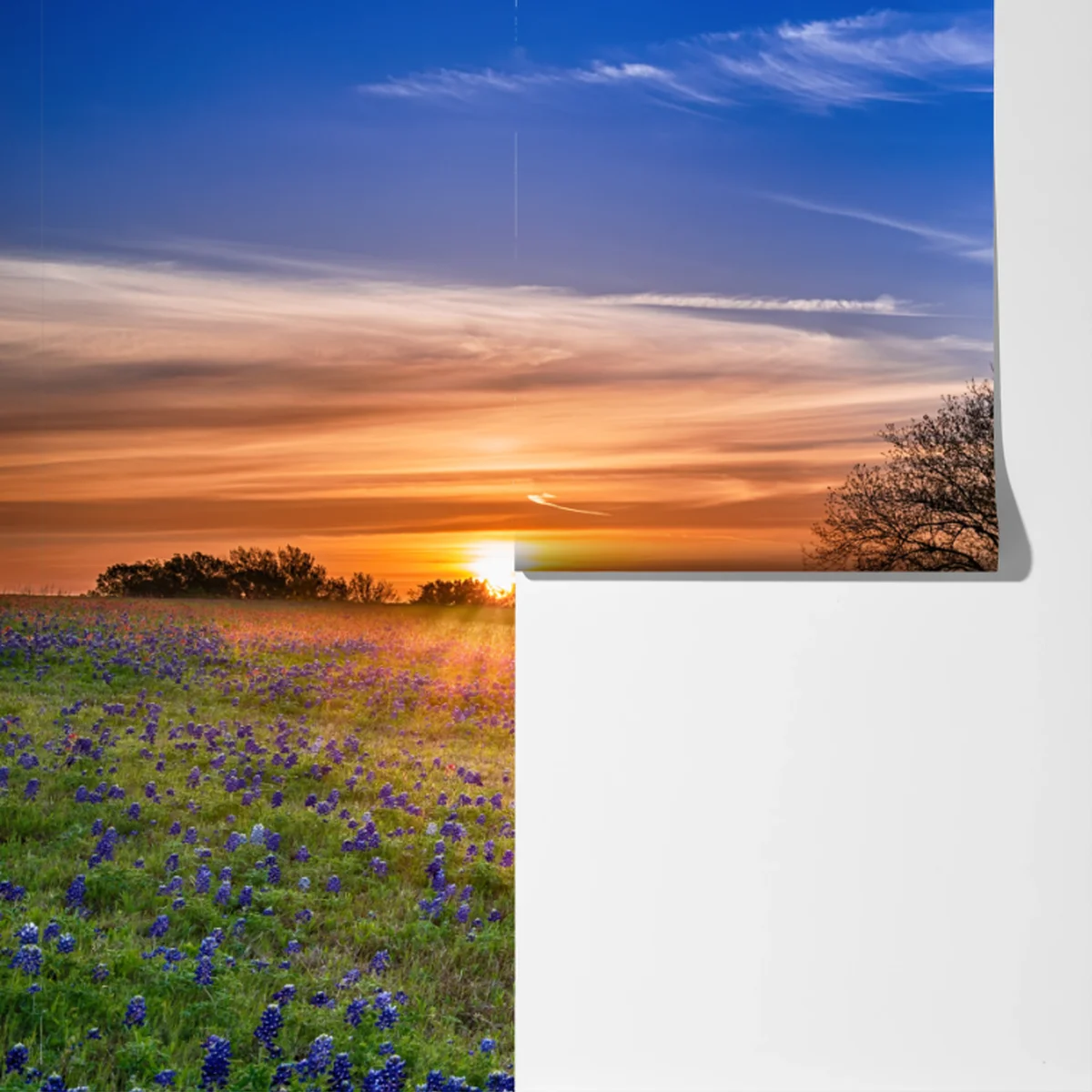 Fototapete Texas wiese mit bluebonnets im sonnenaufgang Fototapete Texas wiese mit bluebonnets im sonnenaufgang