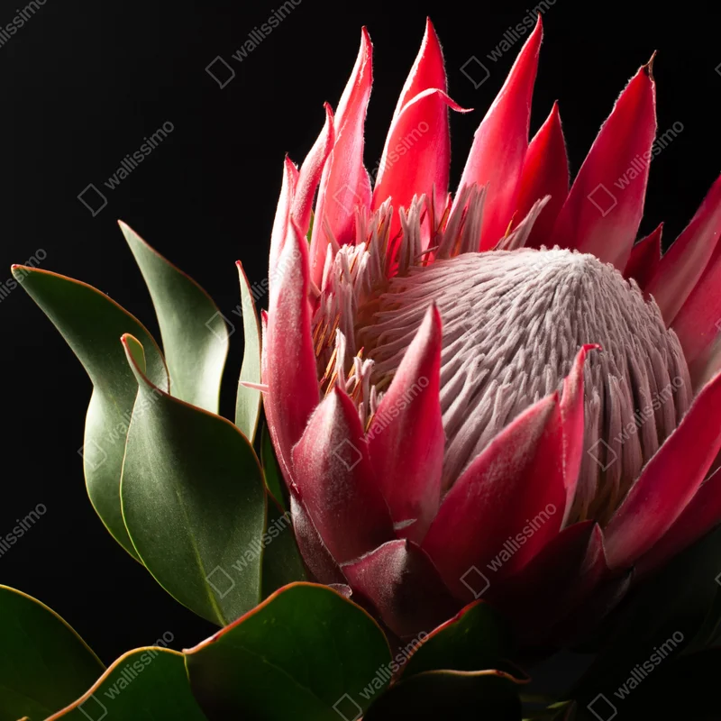 Poster rosa protea auf schwarzem hintergrund • Poster bei Wallnifity® Poster rosa protea auf schwarzem hintergrund • Poster bei Wallnifity®
