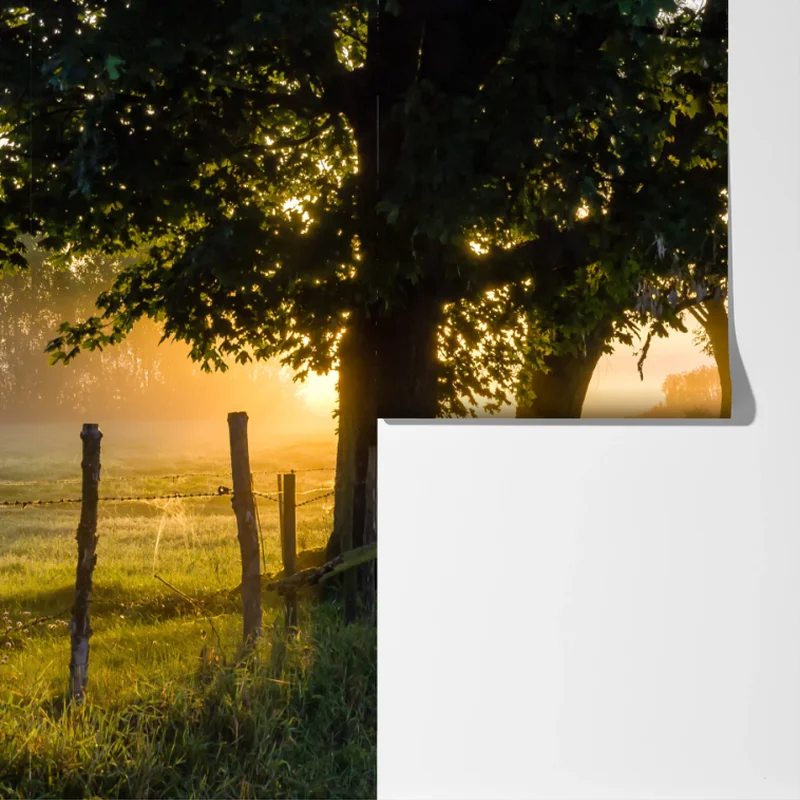 Fototapete sonnenbeschienener landweg im morgendunst Fototapete sonnenbeschienener landweg im morgendunst