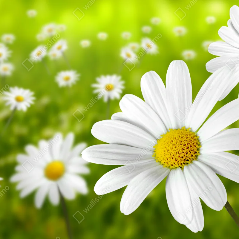 Naklejka na okno białe stokrotki na łące Naklejka na okno białe stokrotki na łące