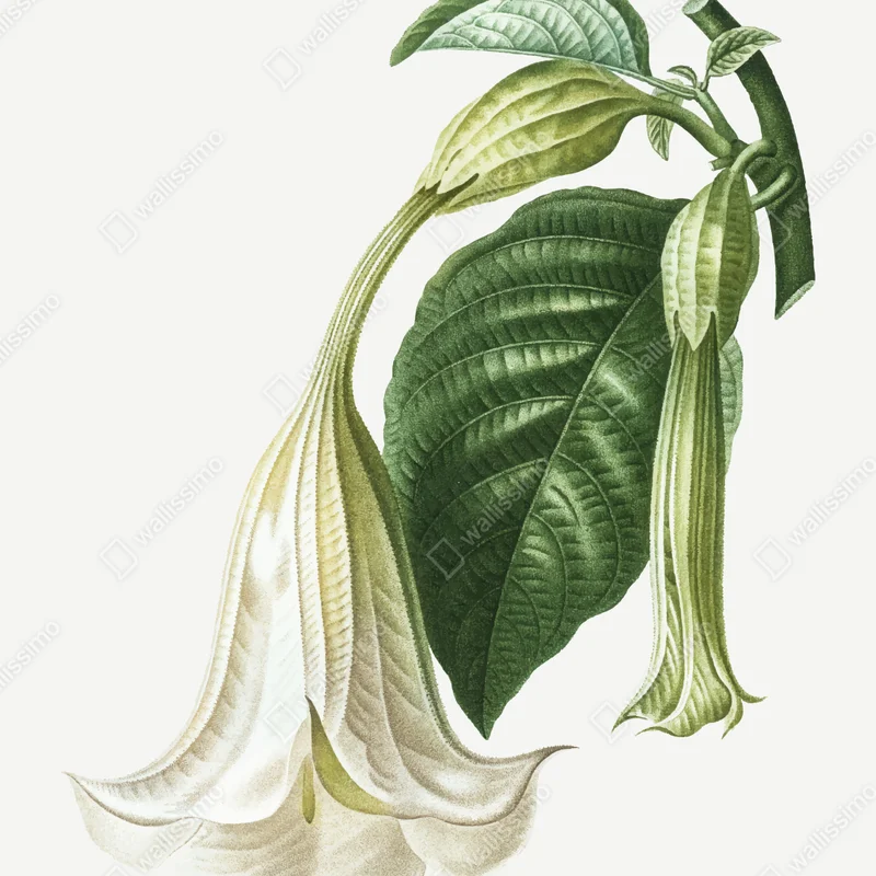 Poster vintage botanische illustration engelstrompete • Poster bei Wallnifity® Poster vintage botanische illustration engelstrompete • Poster bei Wallnifity®