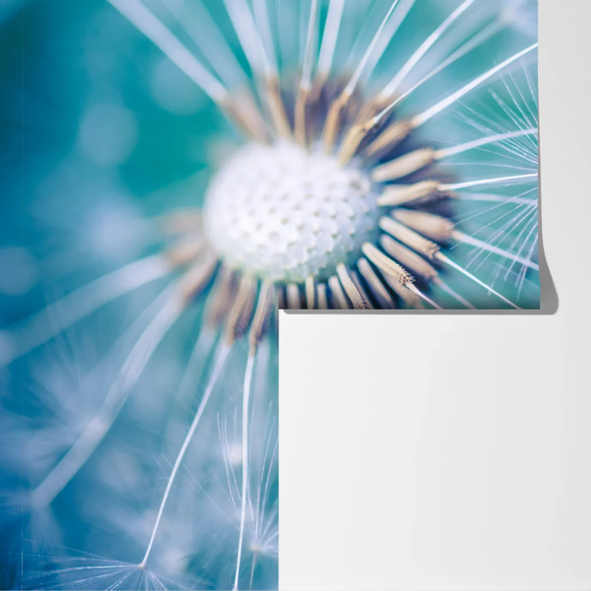 Fototapete türkisfarbener löwenzahn nahaufnahme Fototapete türkisfarbener löwenzahn nahaufnahme