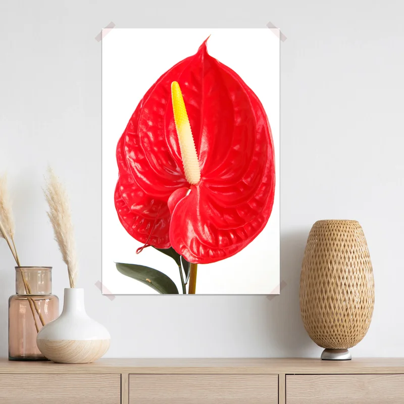 Poster leuchtendes rotes anthurium Poster leuchtendes rotes anthurium