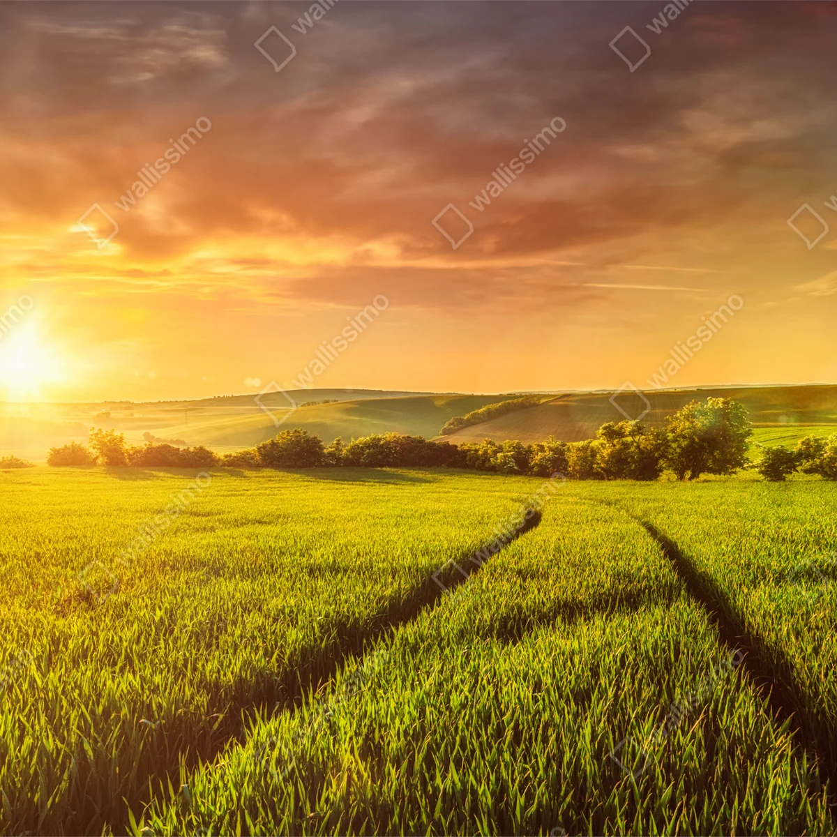 Fensteraufkleber sonnenbeschienene wiese im abendlicht Fensteraufkleber sonnenbeschienene wiese im abendlicht