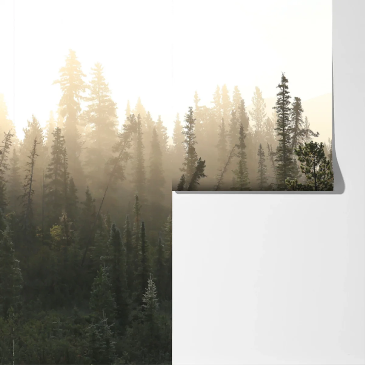 Fototapete nebliger kiefernwald bei sonnenaufgang Fototapete nebliger kiefernwald bei sonnenaufgang