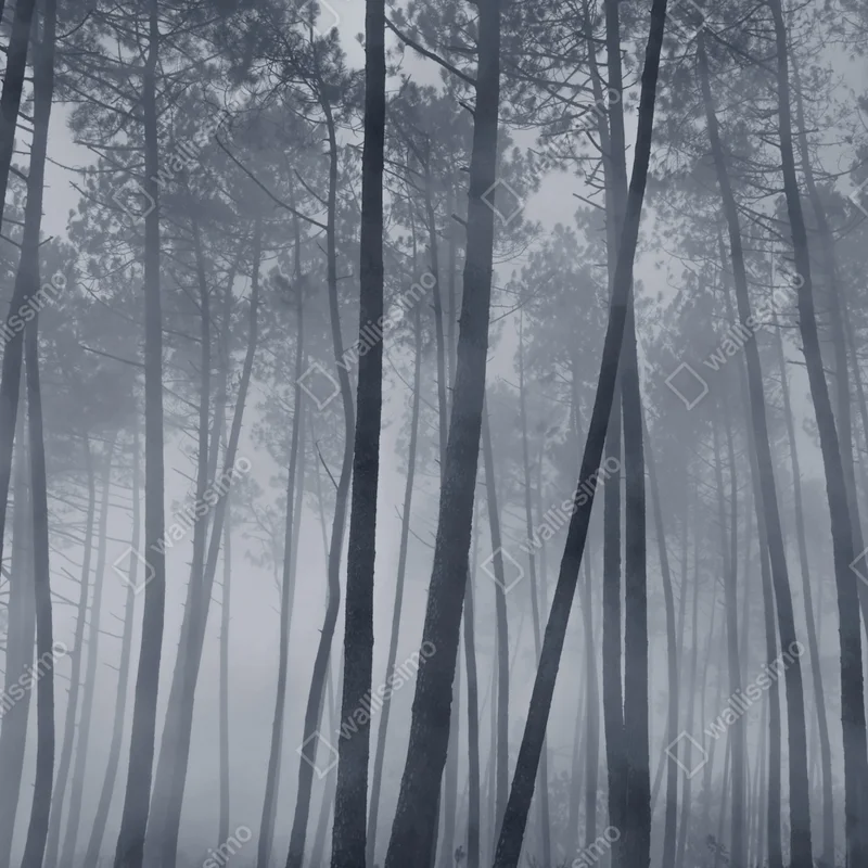Schrankaufkleber nebliger kiefernwald bei nacht Schrankaufkleber nebliger kiefernwald bei nacht