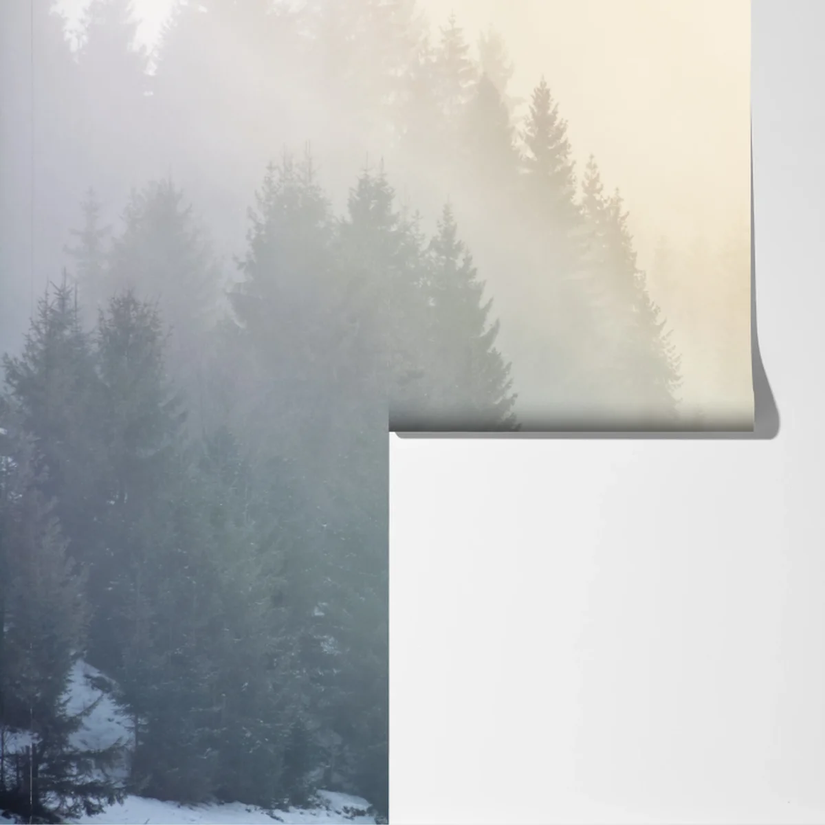 Fototapete nebliger fichtenwald bei sonnenaufgang Fototapete nebliger fichtenwald bei sonnenaufgang