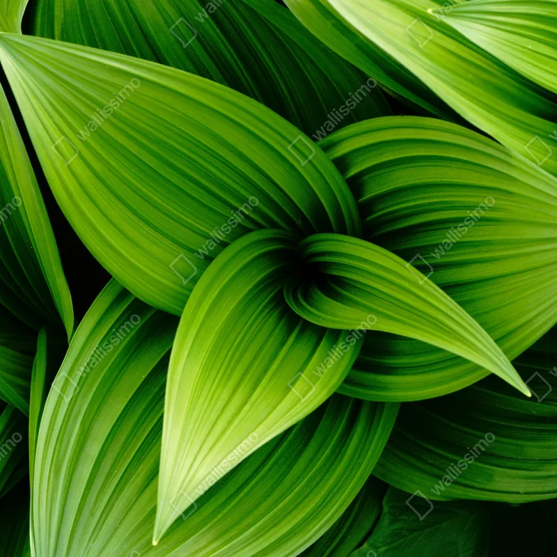 Tischaufkleber und Schreibtischaufkleber üppige grüne blätter Tischaufkleber und Schreibtischaufkleber üppige grüne blätter