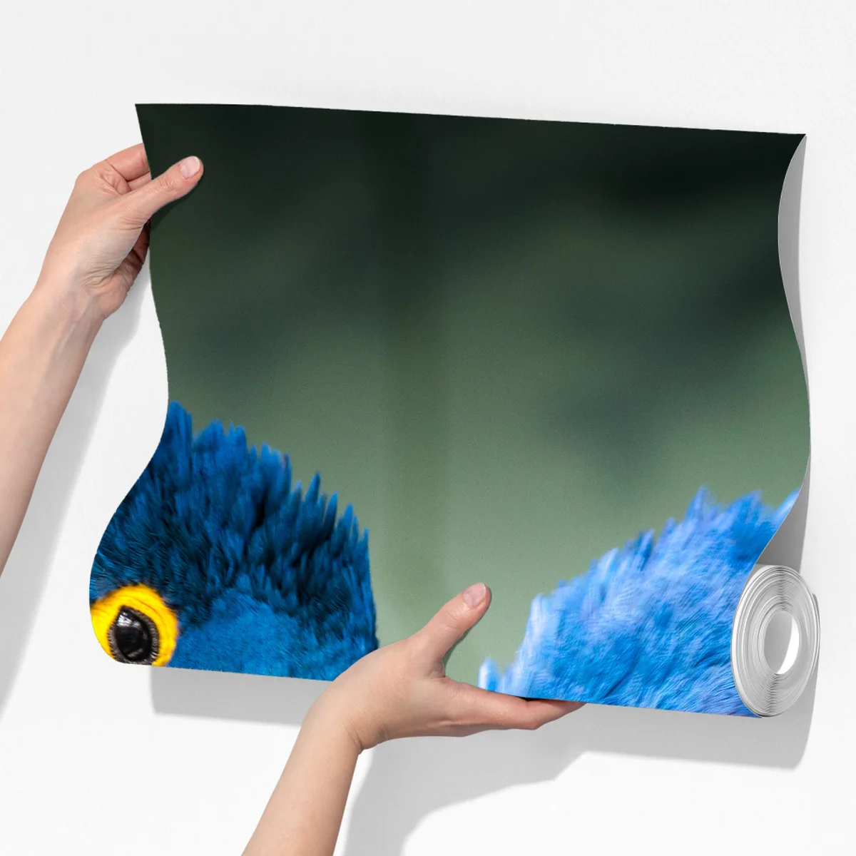 Fototapete paar blauer aras - nahaufnahme Fototapete paar blauer aras - nahaufnahme