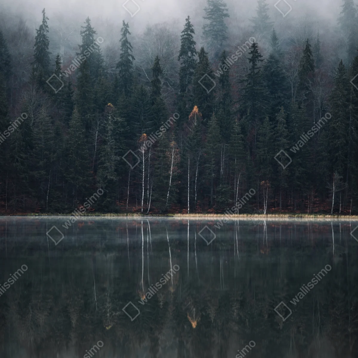 Türaufkleber neblige waldreflexion Türaufkleber neblige waldreflexion