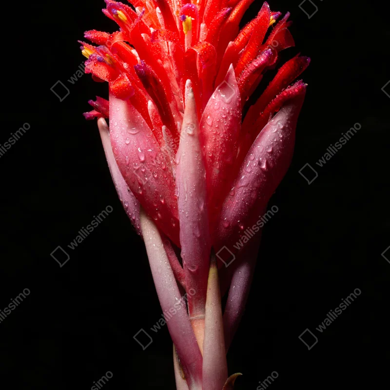 Türaufkleber leuchtende rosa blüte vor schwarzem hintergrund Türaufkleber leuchtende rosa blüte vor schwarzem hintergrund