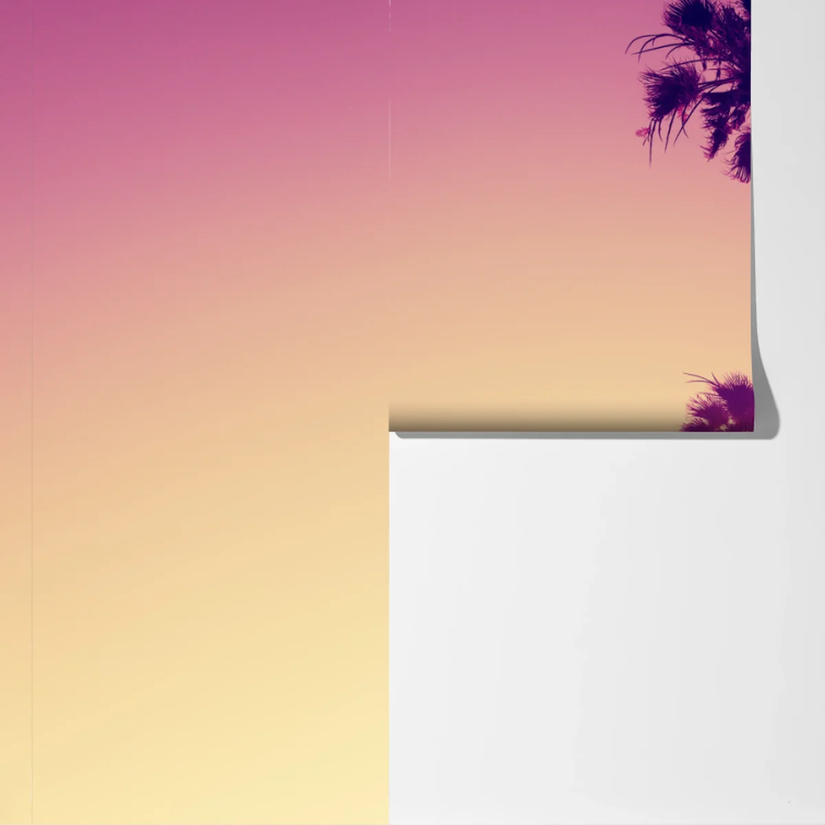 Fototapeta palmy z Kalifornii na Sunset Cliffs Fototapeta palmy z Kalifornii na Sunset Cliffs