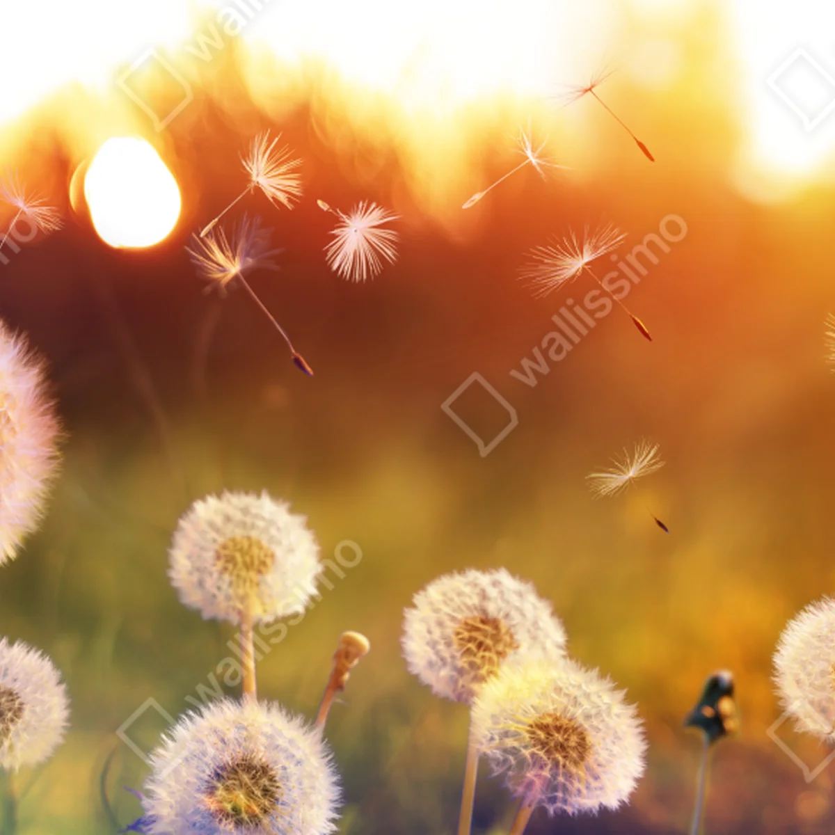 Poster goldene löwenzahnwiese bei sonnenuntergang • Poster bei Wallnifity® Poster goldene löwenzahnwiese bei sonnenuntergang • Poster bei Wallnifity®