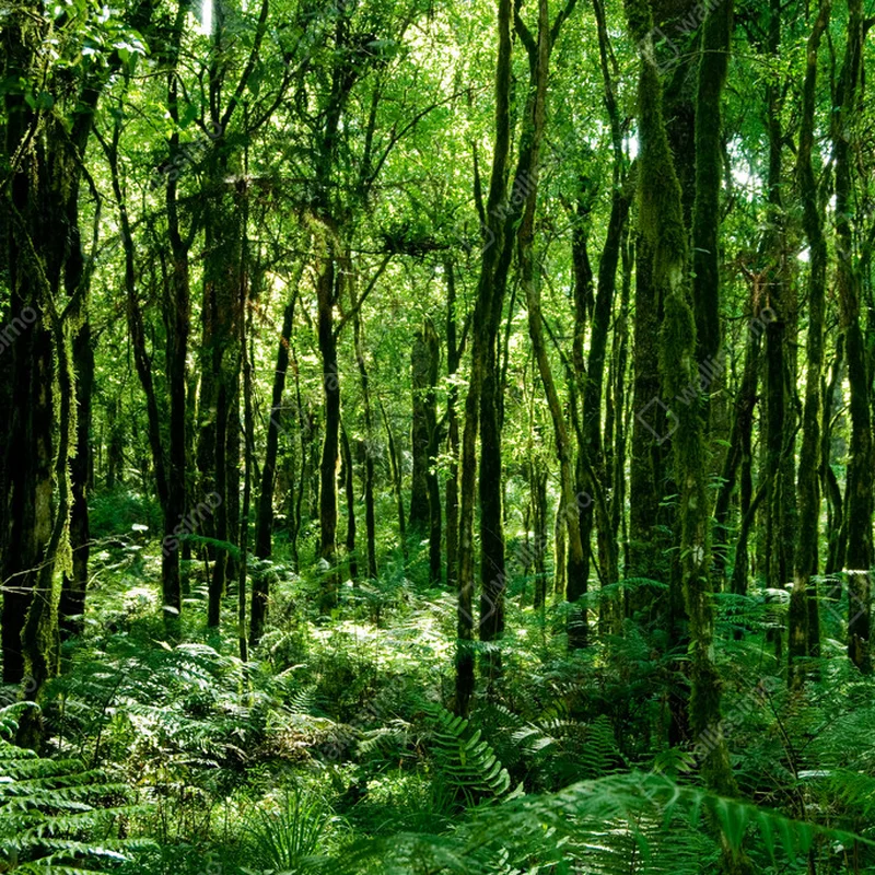 Poster Regenwald • Poster bei Wallnifity® Poster Regenwald • Poster bei Wallnifity®