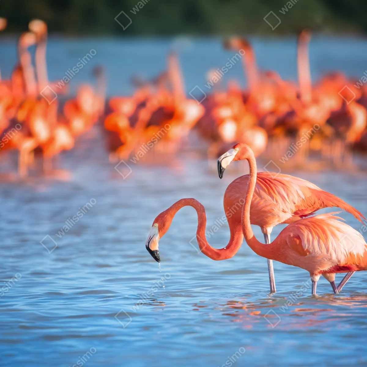 Repositionierbarer Aufkleber anmutige flamingos im flachen wasser Repositionierbarer Aufkleber anmutige flamingos im flachen wasser