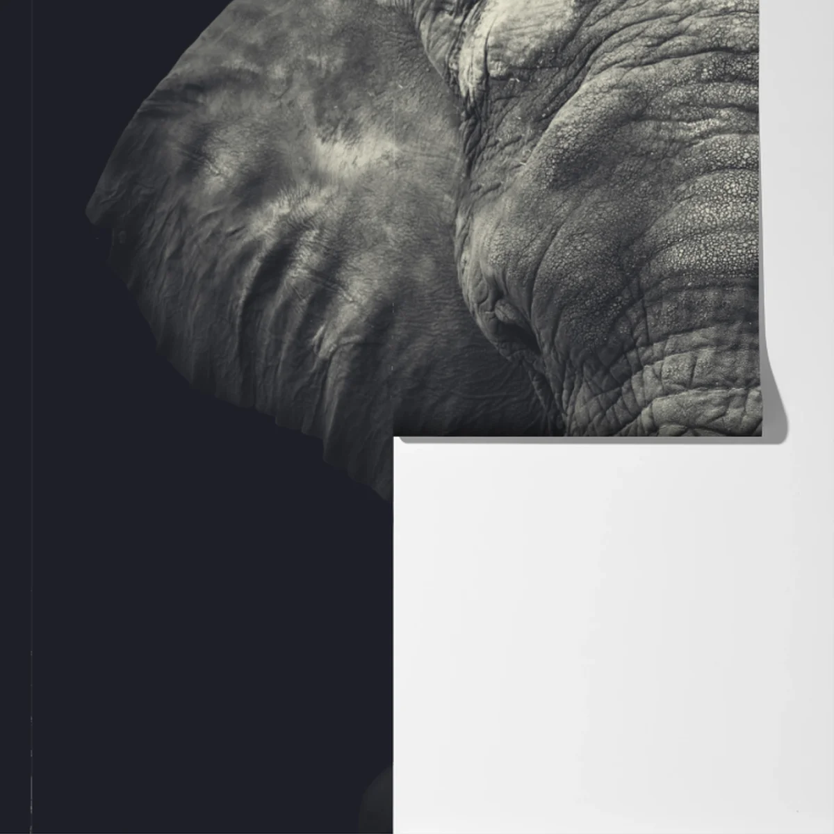 Fototapete majestätisches elefantenportrait in monochrom Fototapete majestätisches elefantenportrait in monochrom