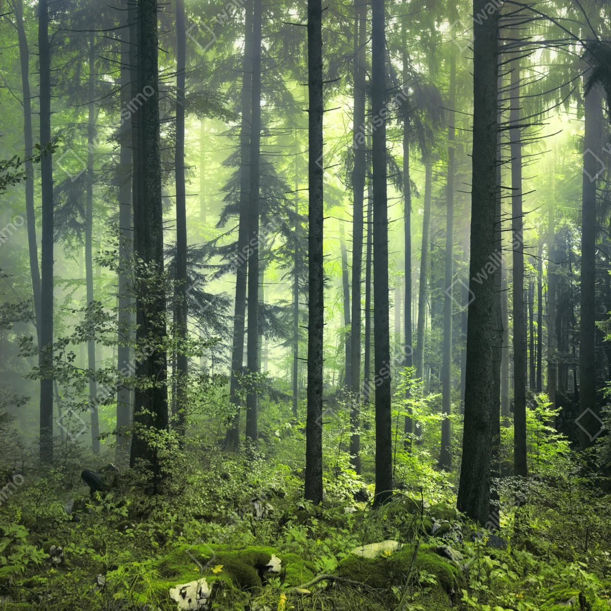 Fototapete mystischer grüner frühlingswald Fototapete mystischer grüner frühlingswald