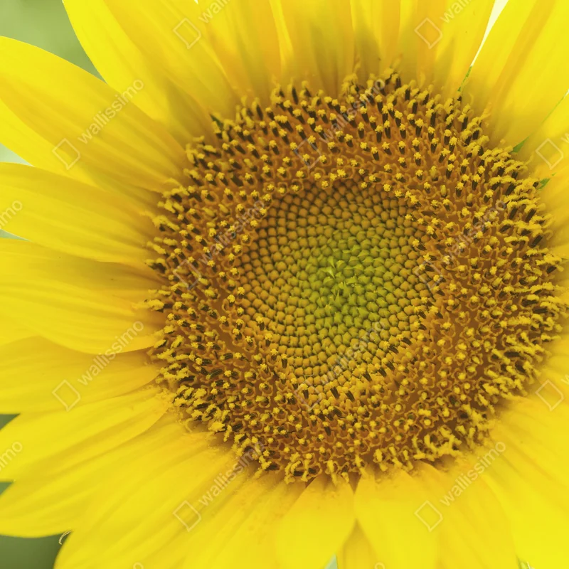 Fensteraufkleber leuchtende nahaufnahme sonnenblume Fensteraufkleber leuchtende nahaufnahme sonnenblume