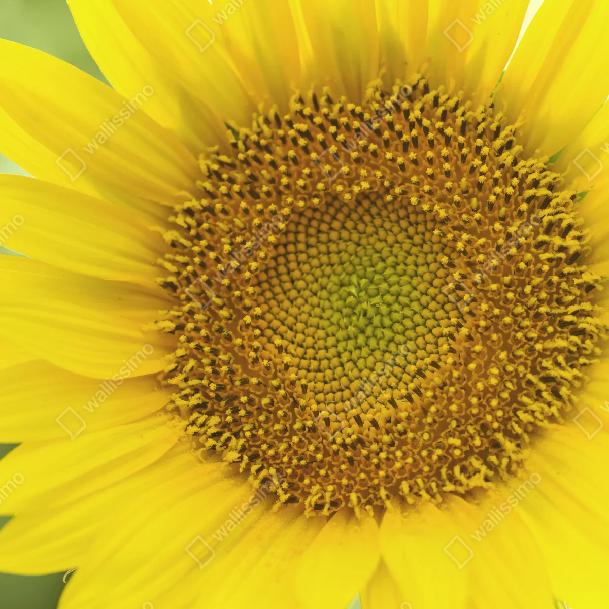 Fensteraufkleber leuchtende nahaufnahme sonnenblume Fensteraufkleber leuchtende nahaufnahme sonnenblume